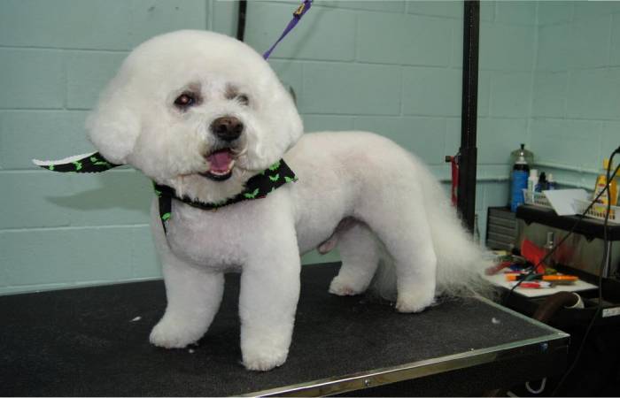 Kennel Cut