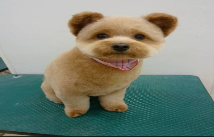 Puppy Cut