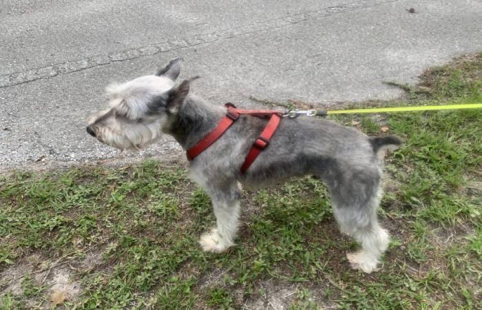 Schnauzer Trim