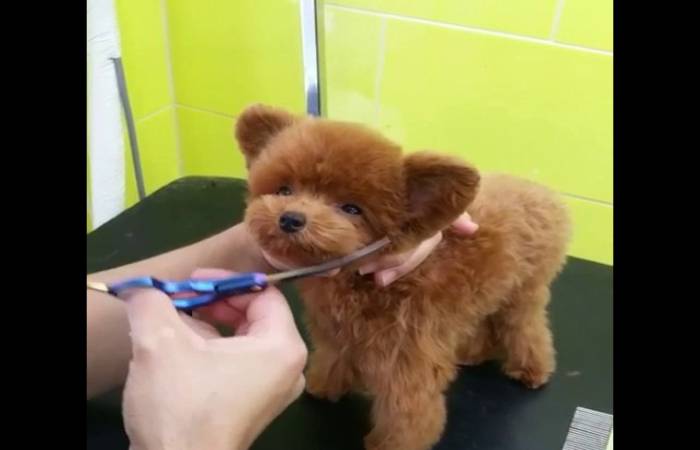 Teddy Bear Cut