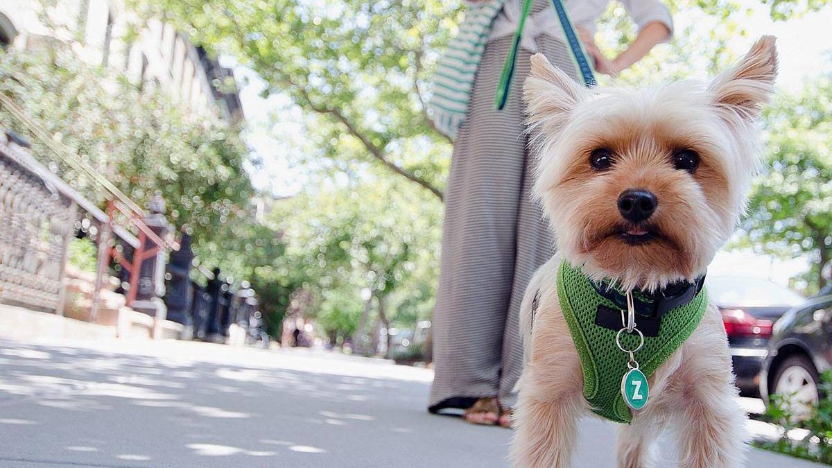 Yorkie Teddy Bear Haircut