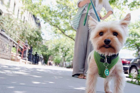 Yorkie Teddy Bear Haircut