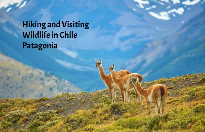Hiking and Visiting Wildlife in Chile Patagonia