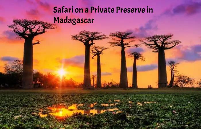 Safari on a Private Preserve in Madagascar