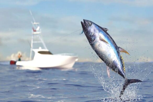 Behind the Tuna